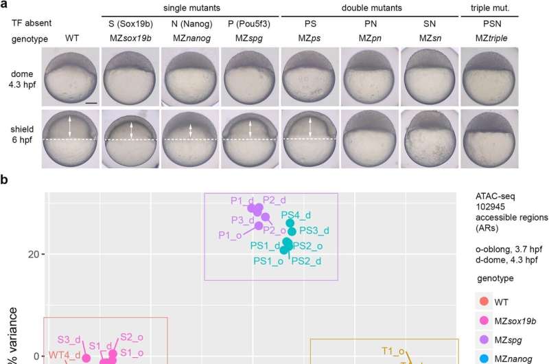 A better understanding of gene regulation in embryonic stem cells