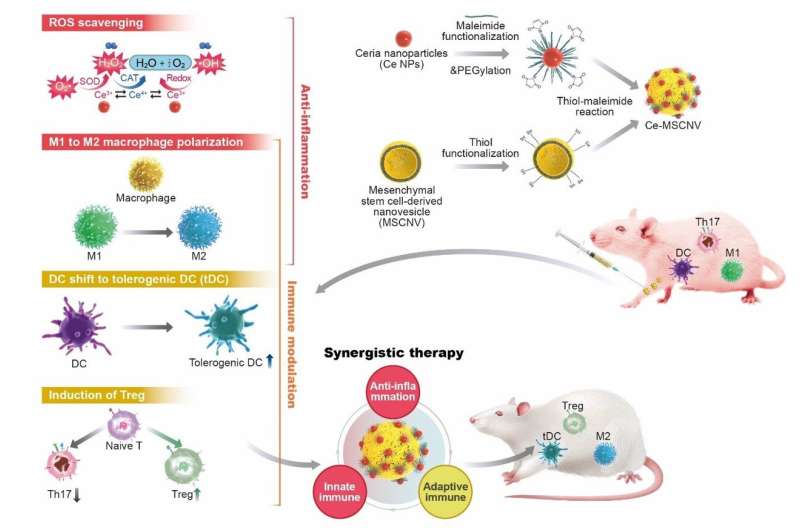 New nanoparticles found to be effective for the treatment of rheumatoid arthritis