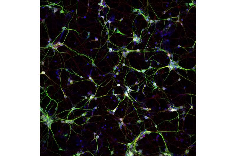 Developing New Approaches for Spinal Cord Injury