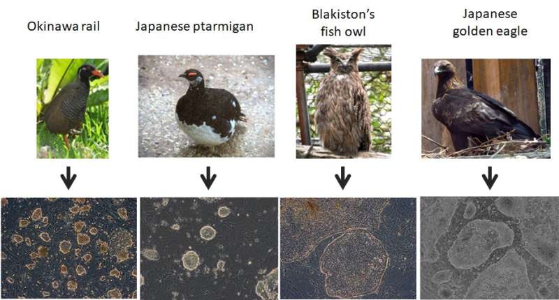 Establishment of induced pluripotent stem cells from endangered avian species 