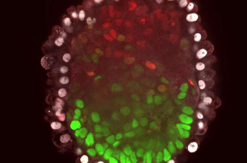 Stem cells organize themselves into embryoid 