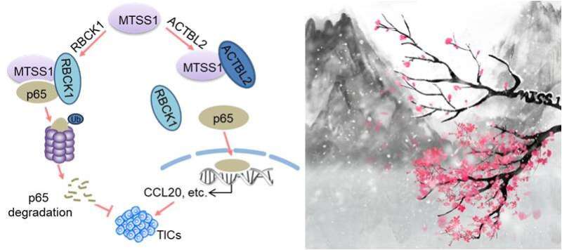 Study sheds light on regulation of breast cancer initiation