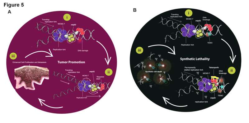 A targeted therapy for triple negative breast cancer may lie existing drugs