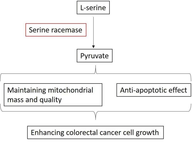 Possible key to beating colorectal cancer