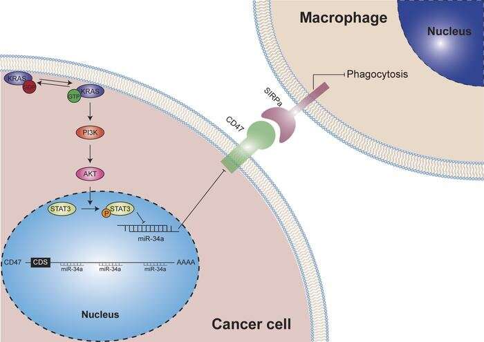 KRAS Mutation Shown To Promote Tumor Evasion Of Innate Immune ...