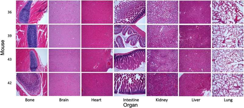 Oncotarget | MK256 is a novel CDK8 inhibitor with potent antitumor activity in AML through downregulation of the STAT pathway