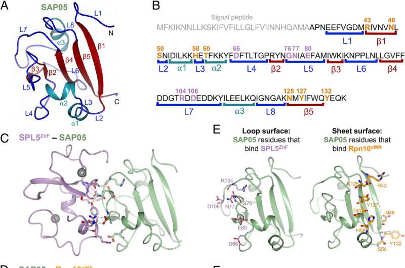 From infamy to ingenuity—bacterial hijack mechanisms as advanced genetic tools 