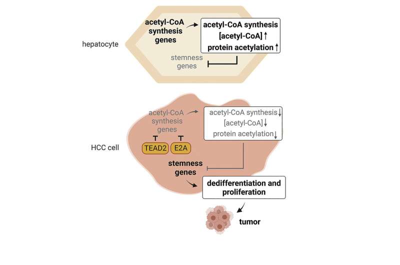 Liver cancer: How liver cells go astray