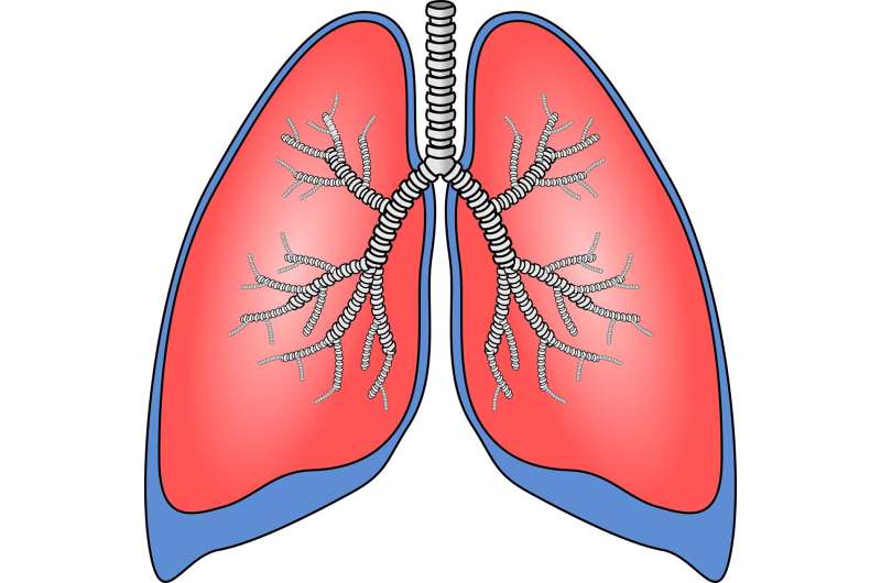 lungs