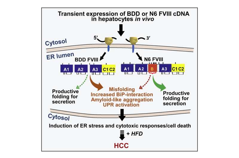 Liver cancer study encourages caution with certain gene therapies