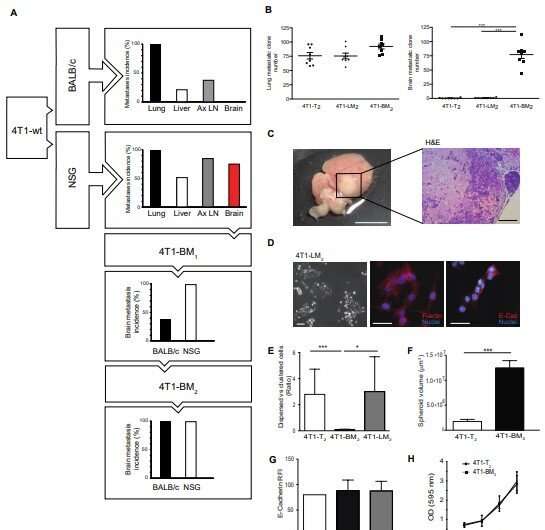 Breakaway breast cancer cells can travel to the brain, and scientists plot path in quest to block entry