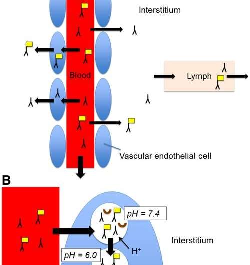 Finding a non-invasive way to predict effectiveness of cancer therapy