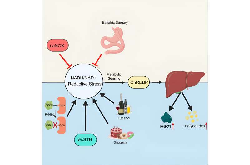 Researchers identify a potential target for reversing poor metabolic traits