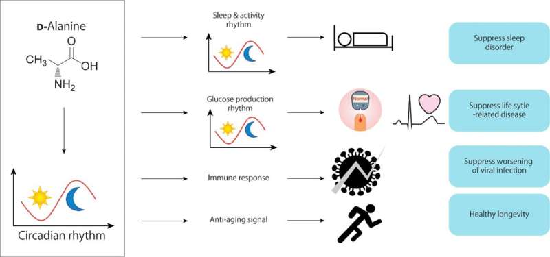 Research finds amino acid D-alanine could be key to healthy sleep and blood sugar