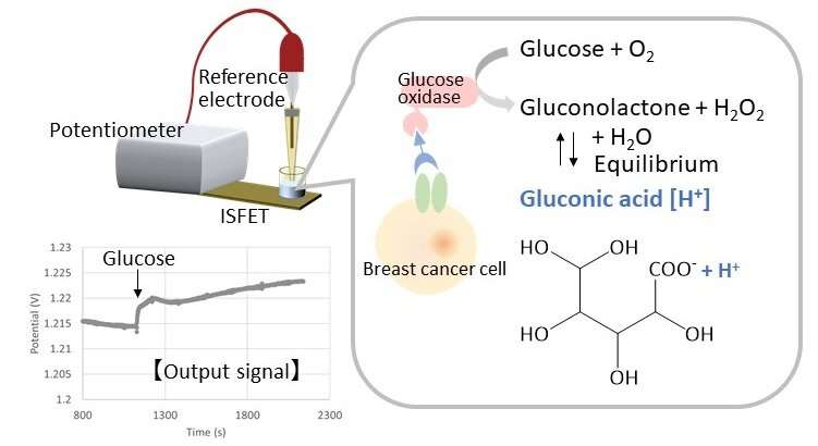 Transistors help identify cancer cell markers