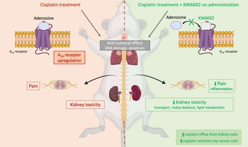 A potential therapy to reduce the side effects of a chemotherapy