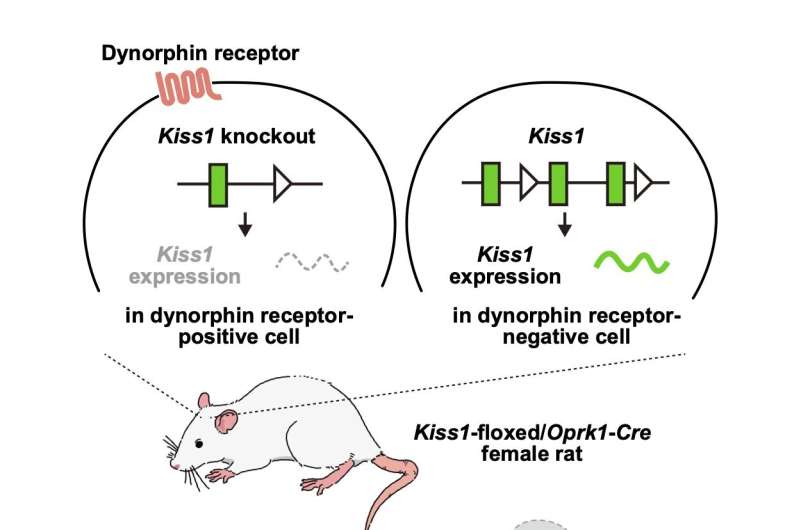 Brain cell discovery sparks hope for fertility treatments