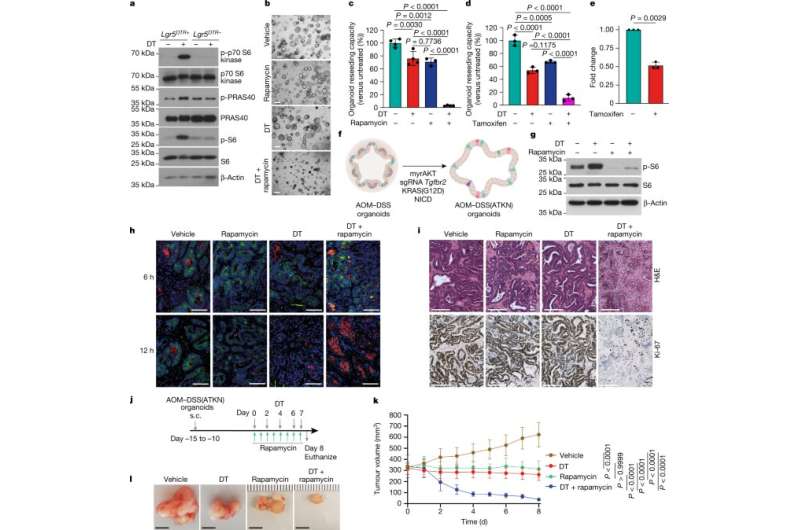 Colon cancer: Dying cancer cells give neighbouring tumour cells instructions on how to survive