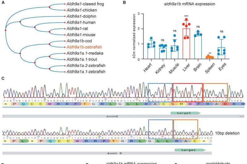 Research offers new insights into how breakdown of omega-6 fatty acids influences metabolism