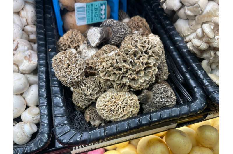 Mysterious morel mushrooms at center of food poisoning outbreak