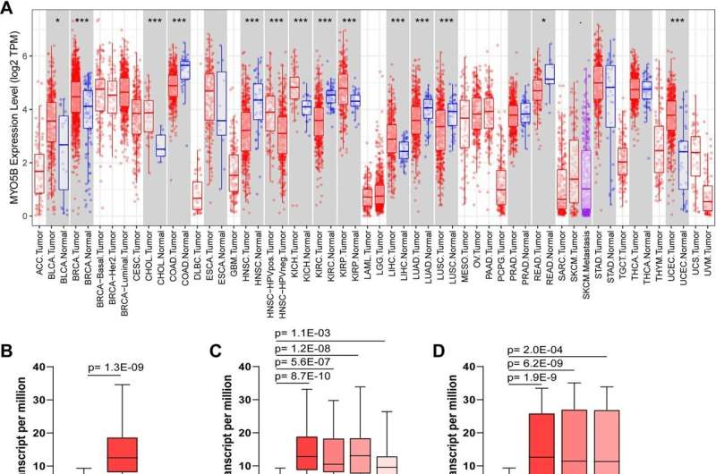 Team of sister scientists identify a possible genetic culprit for uterine corpus endometrial cancer