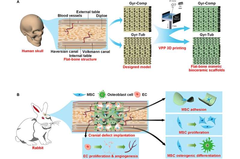 3D-printed flat-bone-mimetic bioceramic scaffolds for cranial restoration