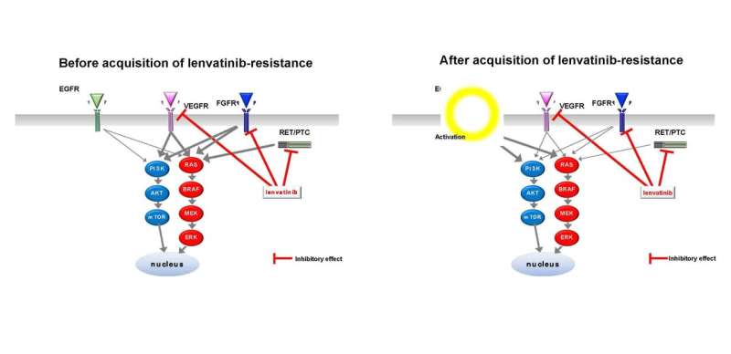 Revealing one of the mechanisms by which thyroid cancer becomes resistant to lenvatinib-a molecularly targeted drug