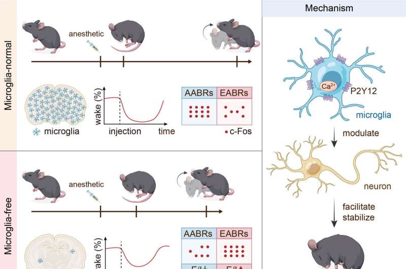 Microglia act as a "facilitator and stabilizer" for anesthesia