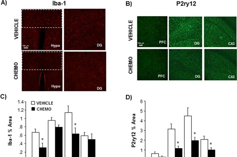 Identifying the inflammatory cells behind chemo brain