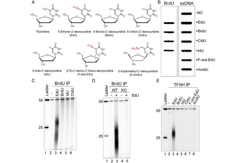 Scientists discover surprise anticancer properties of common lab molecule 