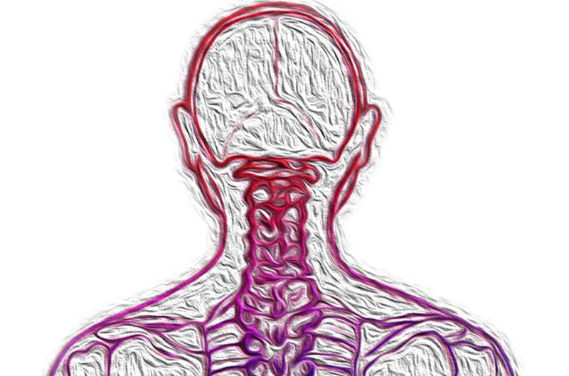 central nervous system