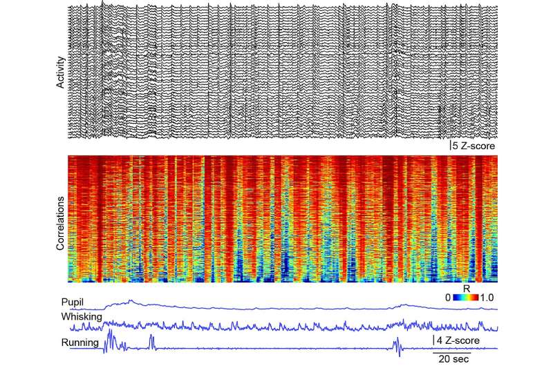 New insight on how neural dynamics vary during spontaneous behavior