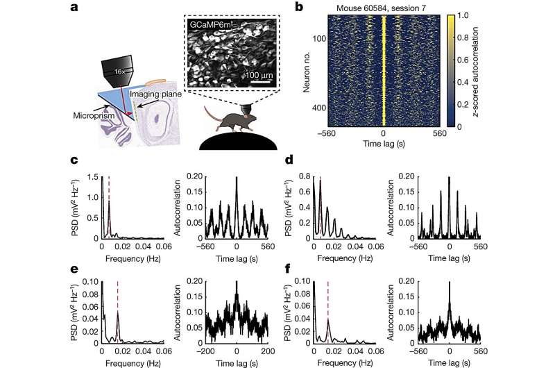 A framework in your brain for organizing the order of things