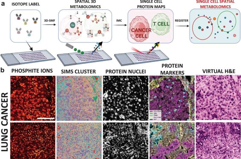 Novel immunometabolism approach pioneers single-cell spatial metabolomics