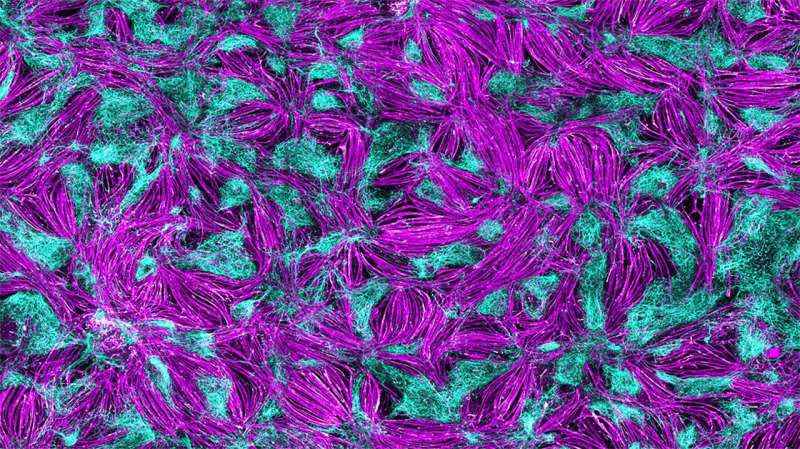 A neuromuscular model for drug development