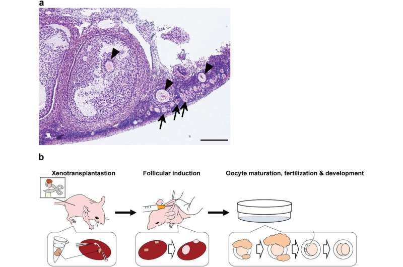 Scientists develop marmoset eggs and embryos from xenotransplanted ovary tissues