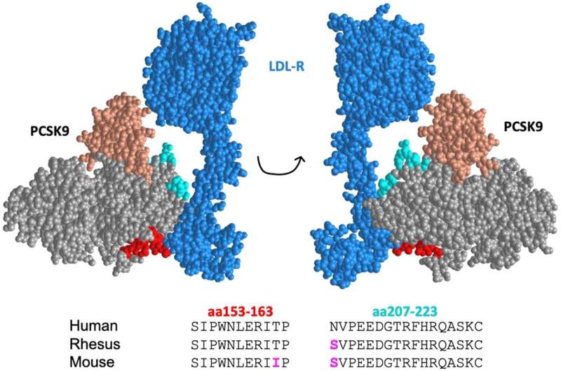 The future of heart health: Researcher develops vaccine to lower cholesterol