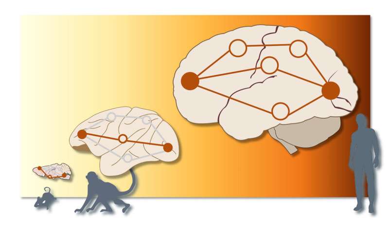 More parallel 'traffic' observed in human brains than in animals