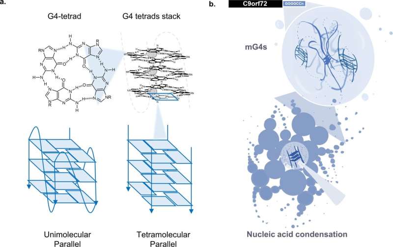 Unusual RNA structures could be targets for new ALS treatments