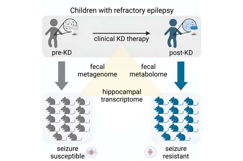 The keto diet protects against epileptic seizures, and scientists are uncovering why