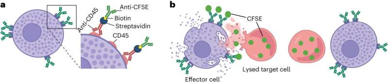 Researchers develop innovative and flexible method to study immune cell capabilities