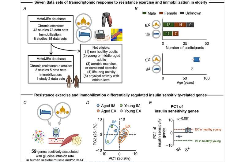 Exercise-induced Pgc-1α expression inhibits fat accumulation in aged skeletal muscles: Study