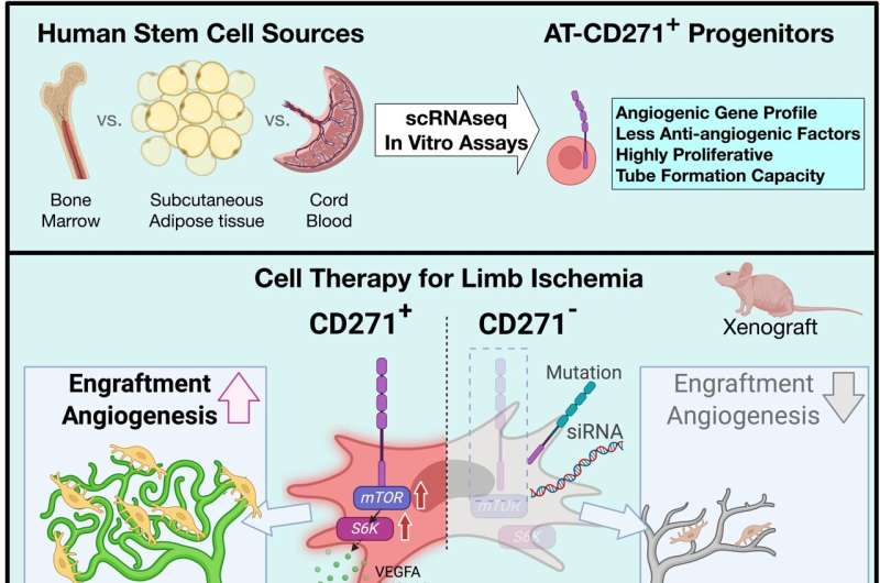 New way to prompt blood vessel growth shows promise for rescuing limbs at risk