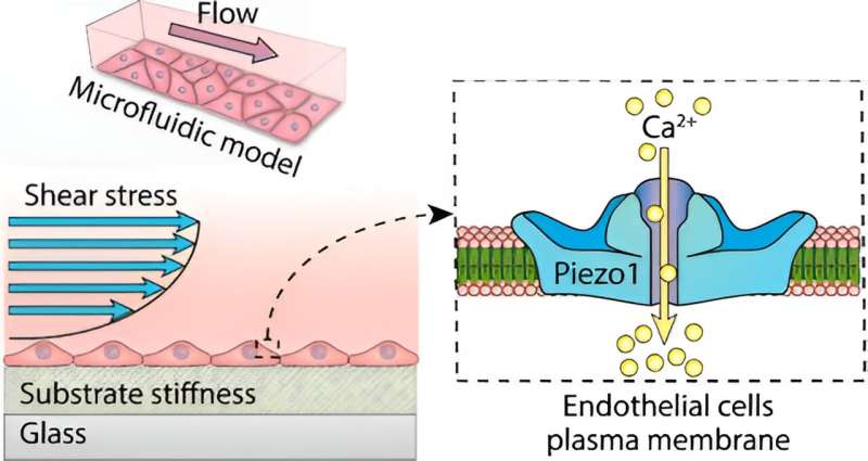 Unique organ-on-a-chip model to unlock answers to vascular aging