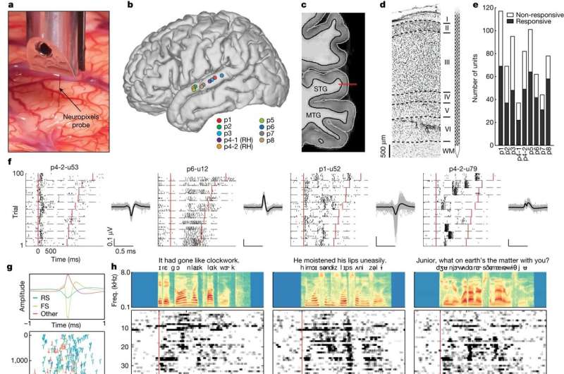 Study explores how individual neurons allow us to understand the sounds of speech