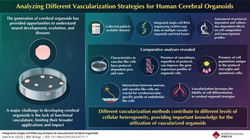 Exploring the effects of vascularization strategies on brain organoids