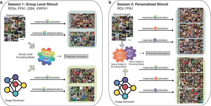 Scientists use A.I.-generated images to map visual functions in the brain