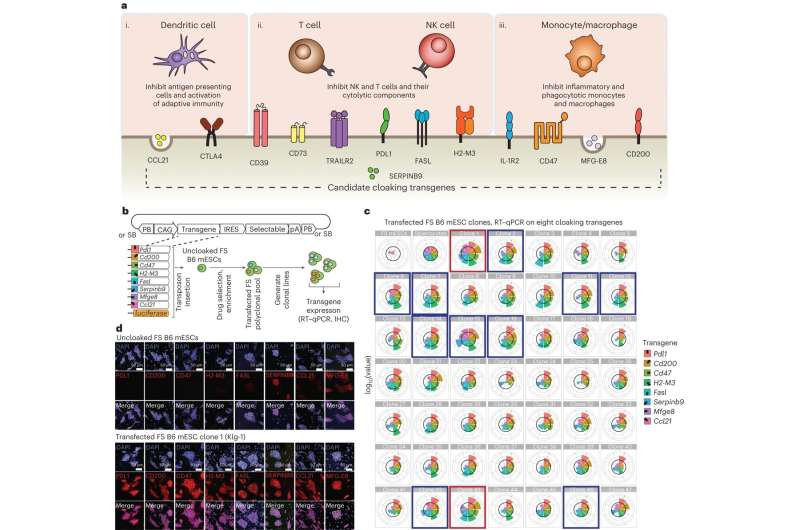 Scientists create 'cloaked' donor cell and tissue grafts that escape rejection by the immune system