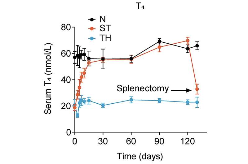 Hope for full recovery as researchers successfully regenerate thyroid glands in the spleen