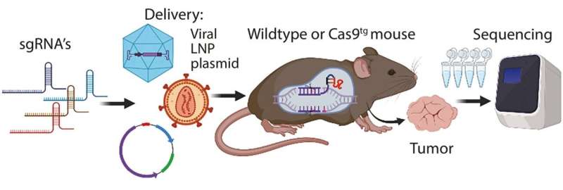 The double-edge sword of CRISPR application for in vivo studies